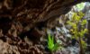 Belizean Caves: Exploring Archaeology, Climate, and Wildlife