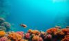 Great Blue Hole Belize: Essential Guide for Diving & Snorkeling