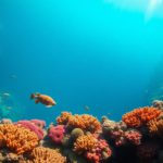 Great Blue Hole Belize: Essential Guide for Diving & Snorkeling
