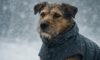 Weather-Resistant Gear for Pets: Essential Items to Consider