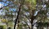 Trees Newcastle: Reasons Arborists Remove Them