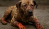 Burn Wound Care for Pets: Key Healing Tips Explained