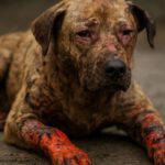 Burn Wound Care for Pets: Key Healing Tips Explained