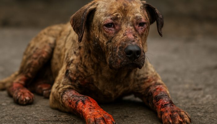 Burn Wound Care for Pets: Key Healing Tips Explained