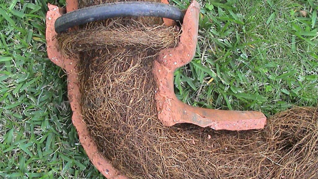 Tree Roots in Drains: Addressing the Sutherland Shire Problem