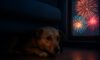 Firework Phobia in Pets: Effective Comforting Strategies