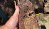 Clay Soil’s Impact on Caboolture’s Pipe Systems Exposed